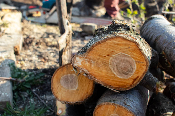 How Our Tree Care Process Works  in  Massanutten, VA