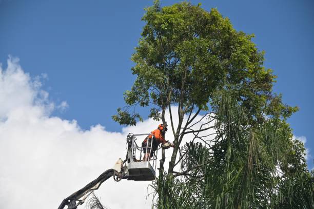 Reliable Massanutten, VA Tree Services Solutions